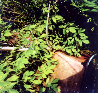 Picture File RM_BKS003-s.jpg